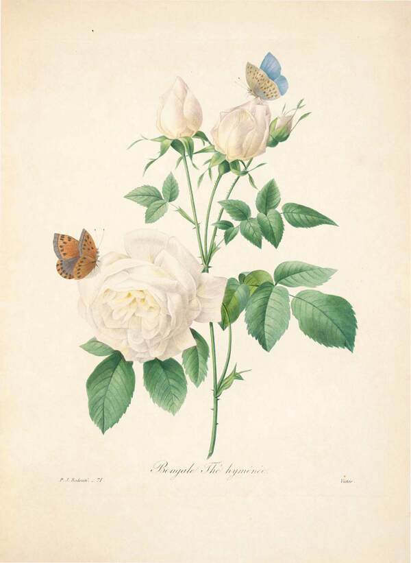 复古蝴蝶手绘白色花卉