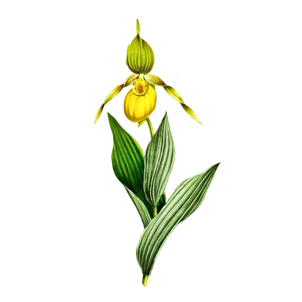 位圖植物寫意花卉花朵野花免費(fèi)素材