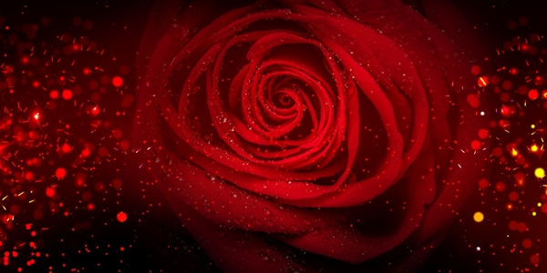 玫瑰花花朵立体情人节爱情甜蜜