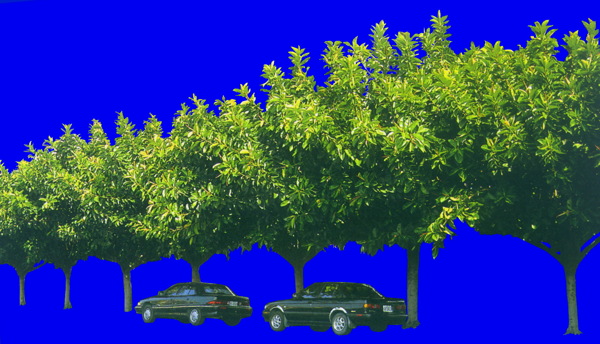 植物貼圖素材JPG1624