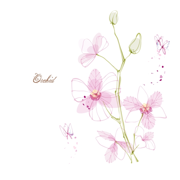 蘭花矢量圖