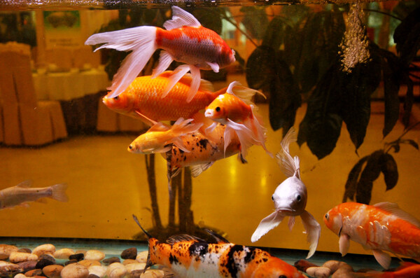 觀賞魚圖片