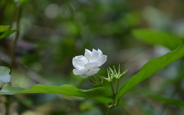 茉莉花圖片