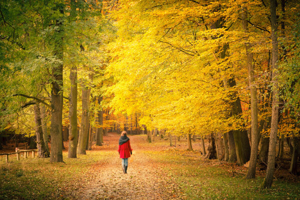 秋天树木风景与美女背影图片