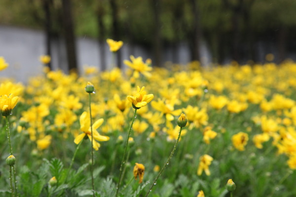 菊花圖片
