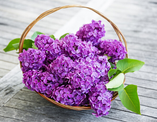 美丽紫丁香花篮