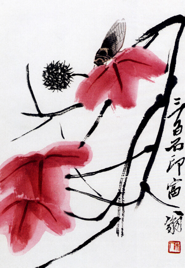 枫叶寒蝉图片
