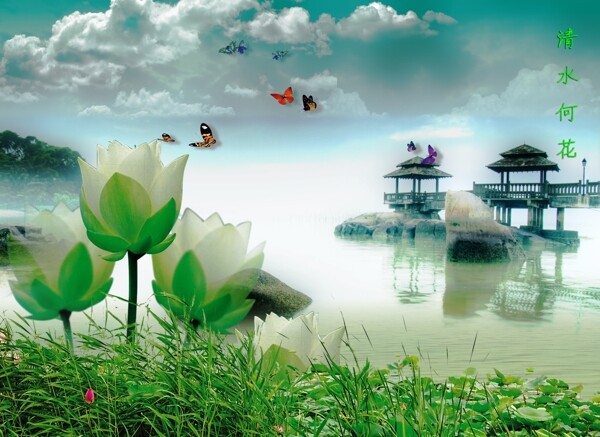 荷花背景