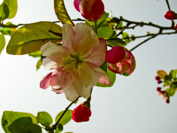 四季海棠花图片
