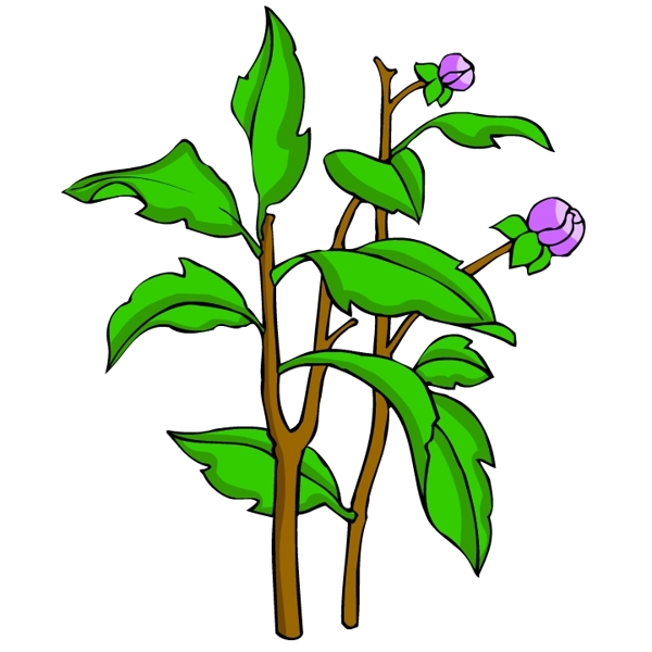 花卉古典插畫