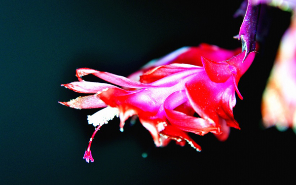 位圖植物花朵寫實(shí)花卉野花免費(fèi)素材