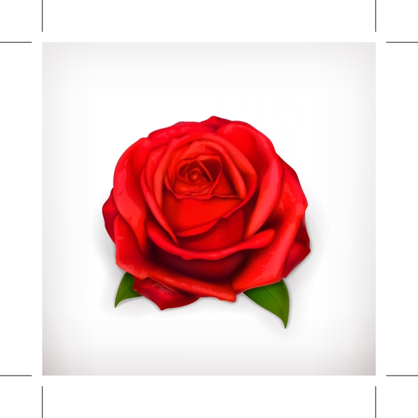 玫瑰花