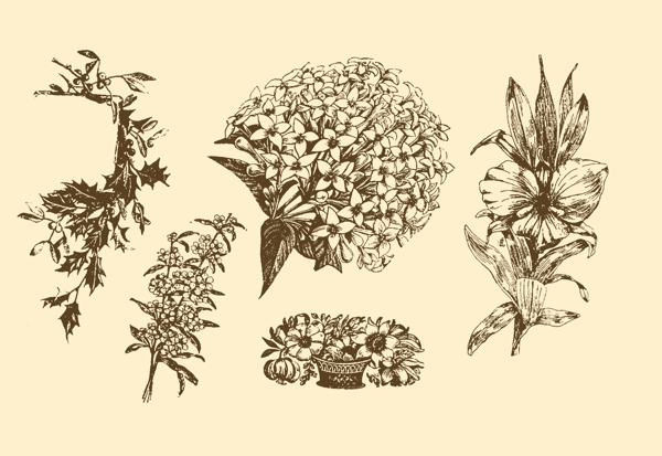 植物裝飾畫圖片
