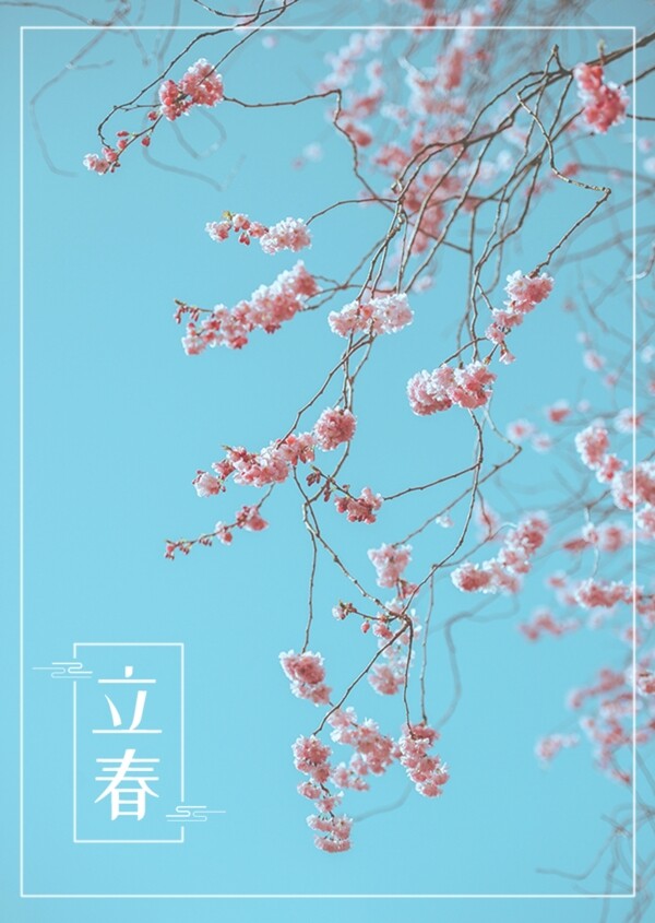 一张蓝色的漂亮花枝春卷海报