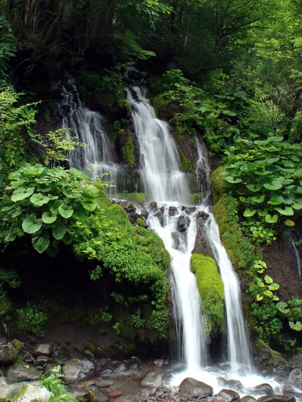 樹植物水風(fēng)景