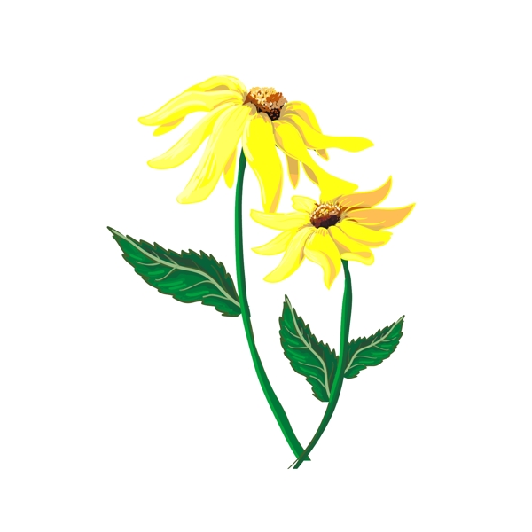 写实卡通植物金黄色菊花