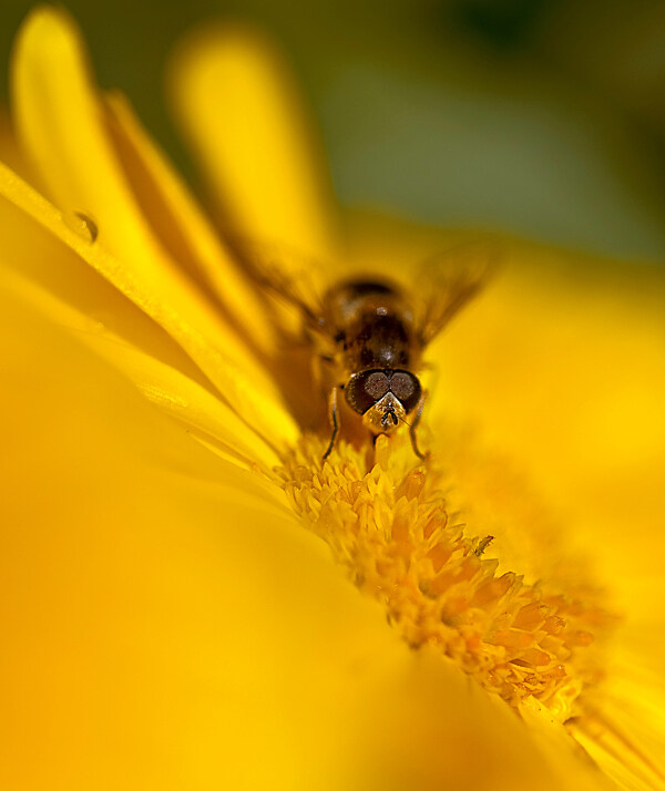 菊花果蝇蜜蜂