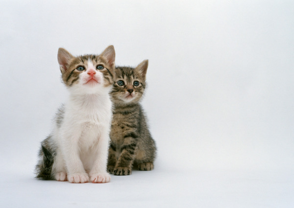 可爱的两只小猫