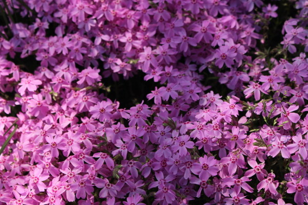 微距紫花