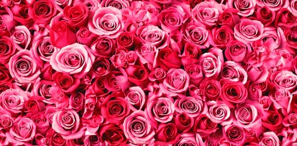 玫瑰花情人节海报素材