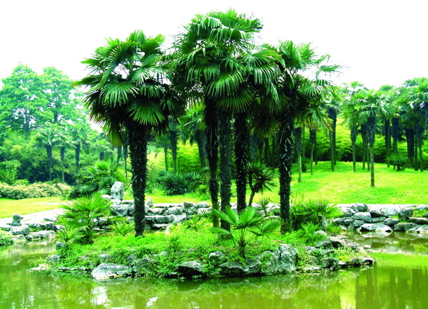 公园植物绿化图片