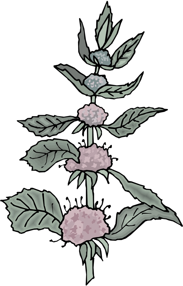 花朵花草鮮花矢量EPS格式0416