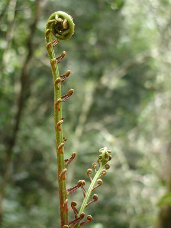 山野菜圖片