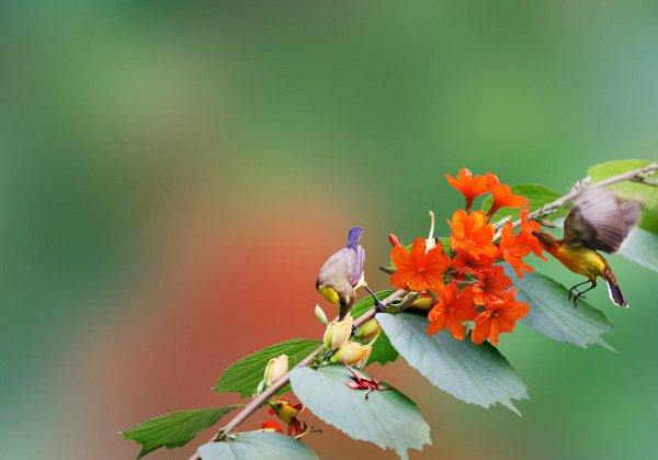 蜂鳥傳播