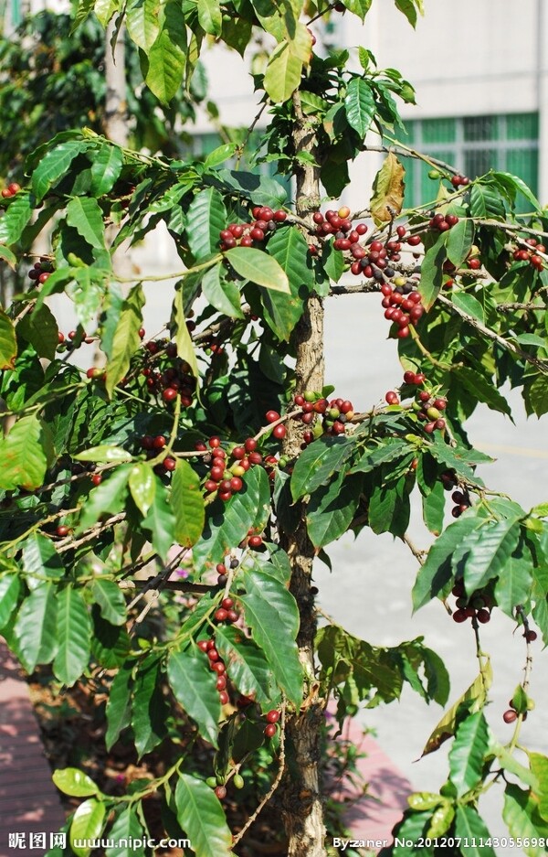 咖啡树图片