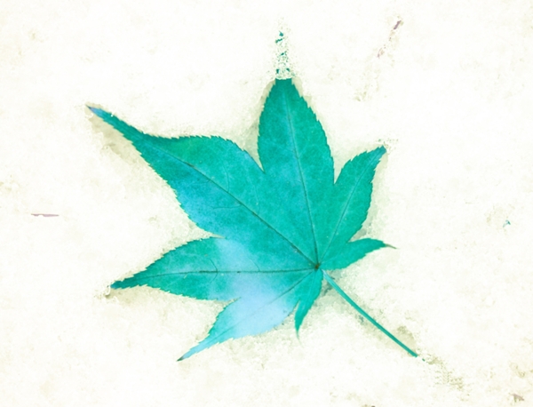 藍(lán)色楓葉
