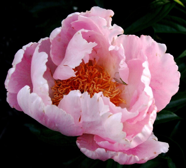 位圖植物攝影寫(xiě)實(shí)花卉花朵數(shù)碼照片免費(fèi)素材