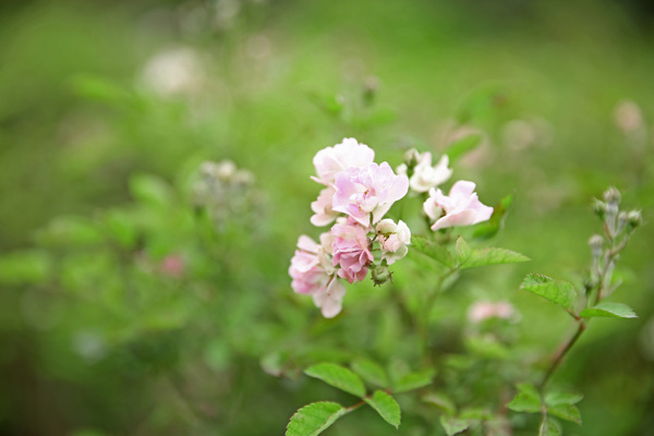 薔薇
