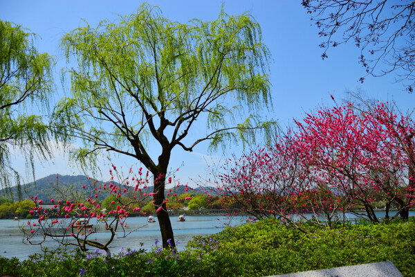 杭州西湖花红柳绿苏堤