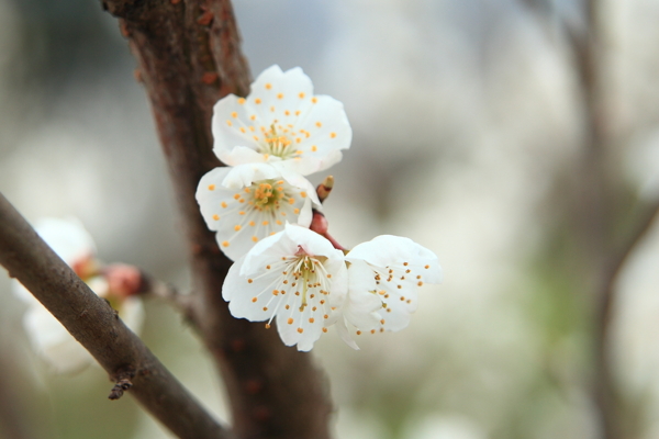 櫻桃花圖片