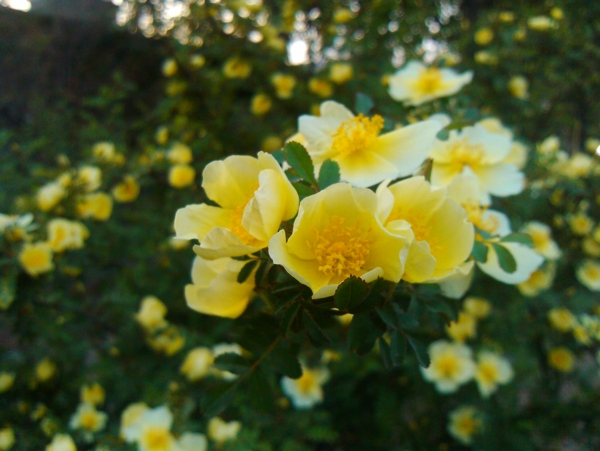 黃花圖片