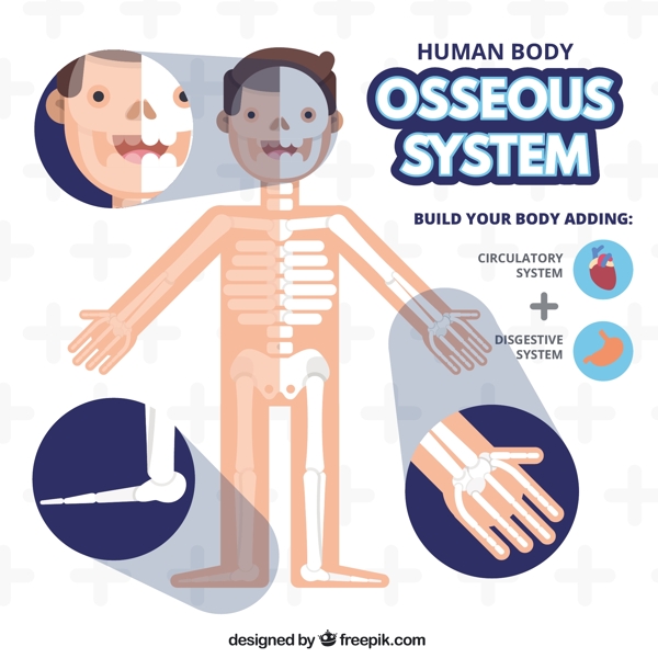 骨骼系统
