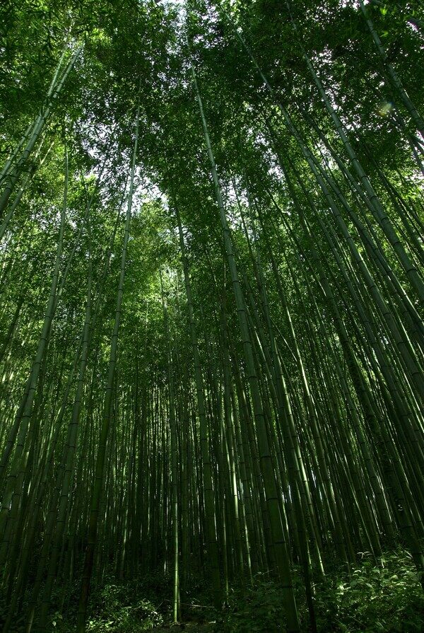 夏季景色