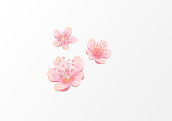 粉色樱花黛粉的花瓣春天的樱花海