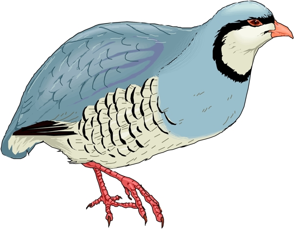 矢量逼真鳥類動(dòng)物203