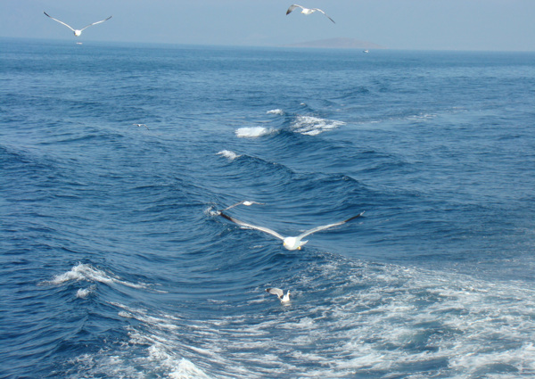爱琴海海鸥图片
