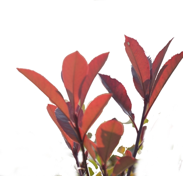 鲜红色的叶子植物