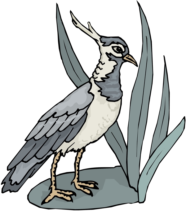 各種鳥類鳥動物矢量素材EPS格式0174