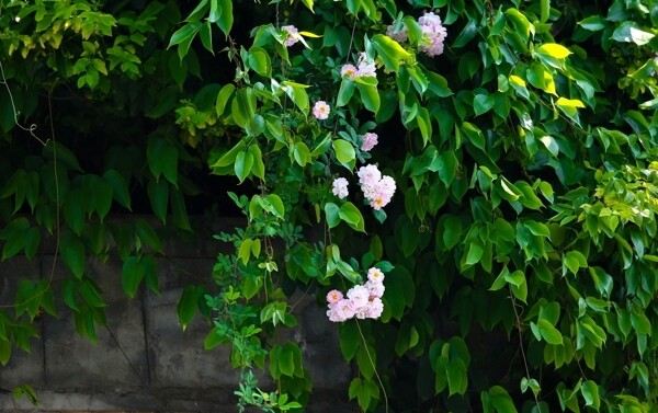 薔薇