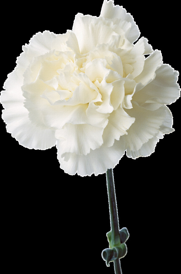 浪漫纯洁白色花朵元素