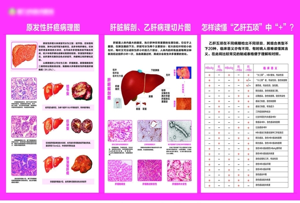 肝病科解剖图图片