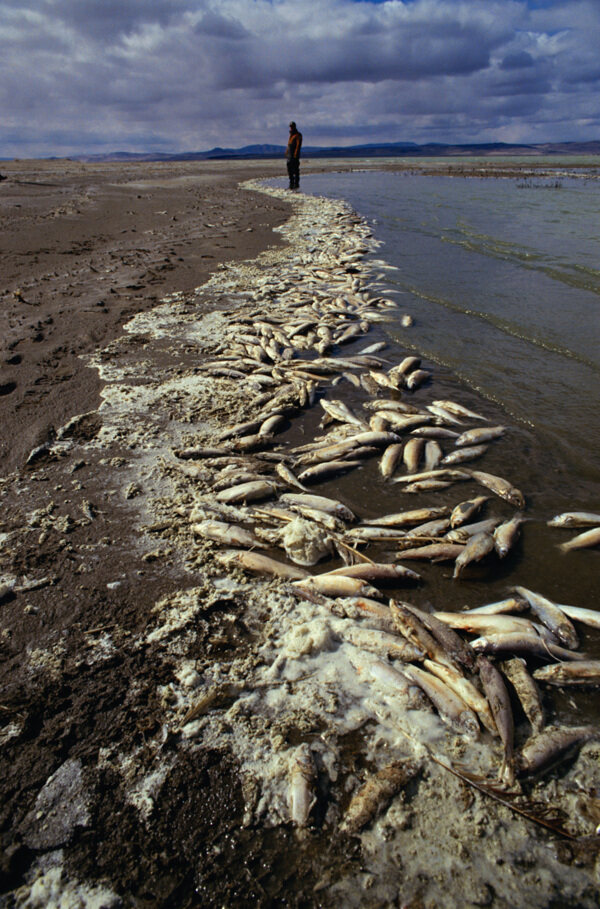 魚類污染圖片