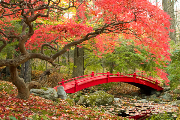 秋天枫树拱桥风景