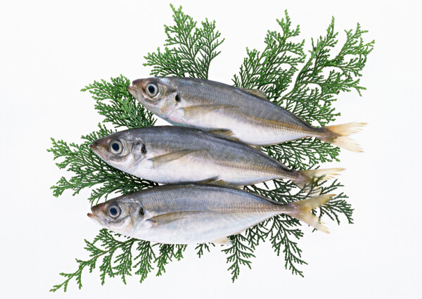 秋刀魚圖片