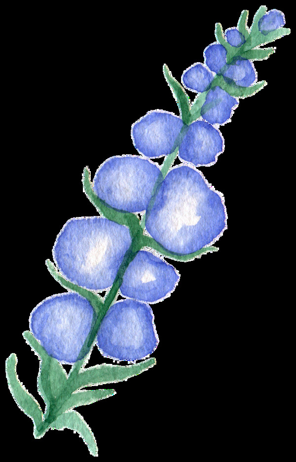 水藍(lán)花葉透明裝飾素材