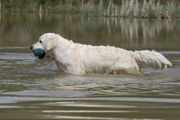 水中叼着东西的狗儿
